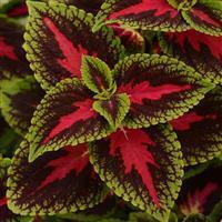 Coleus 'French Quarter' Coleus 'French Quarter'
