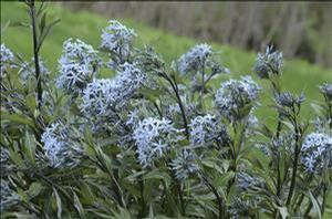 Amsonia 'Storm Cloud' Amsonia 'Storm Cloud'