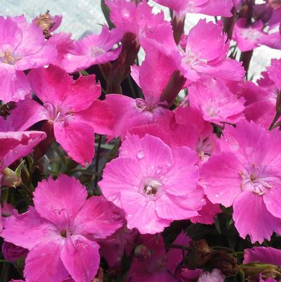 Dianthus 'Kahori®' Dianthus 'Kahori®'