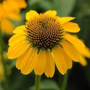 Echinacea x hybrida Sombrero® Lemon Yellow