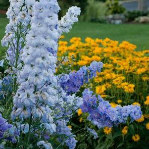 Delphinium elatum F1-Hybr 'New Millennium™ Blue Lace' Delphinium elatum F1-Hybr 'New Millennium™ Blue Lace'