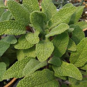 Sage 'Grower's Friend' Sage 'Grower's Friend'