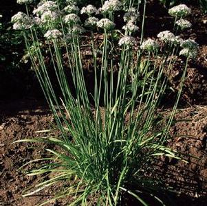 Chives, Garlic 