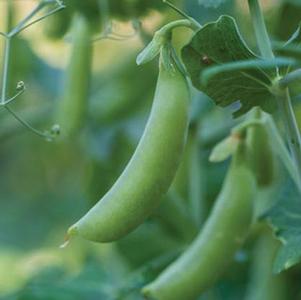 Pea Little Snap Pea Crunch