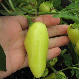Pepper 'Jaloro' Pepper 'Jaloro'