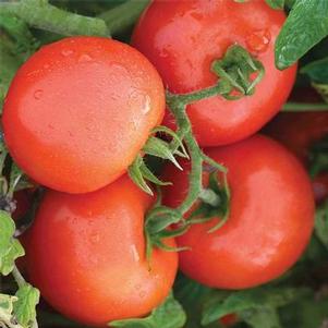 Tomato Defiant