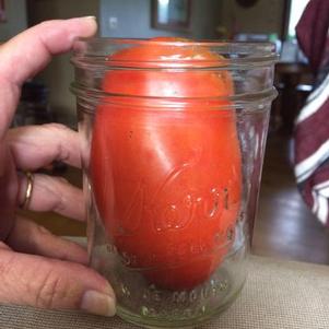 Tomato 'SuperSauce'