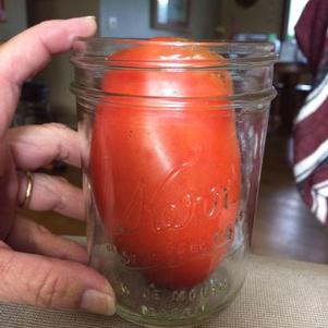 Tomato 'SuperSauce' Tomato 'SuperSauce'