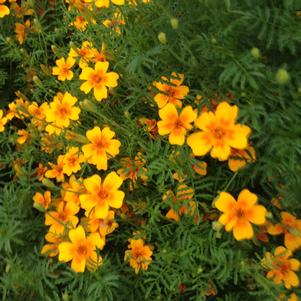 Marigold Tangerine Gem