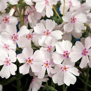 Phlox subulata Amazing Grace