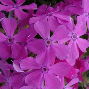 Phlox subulata Drummond's Pink