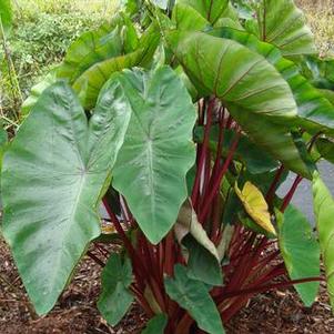 Colocasia esculenta 'Hawaiian Punch' Colocasia esculenta 'Hawaiian Punch'