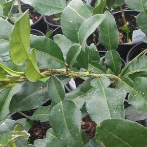 Citrus 'Thai Lime' Citrus 'Thai Lime'