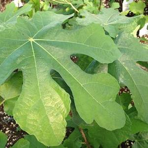 Fig 'Black Spanish' Fig 'Black Spanish'