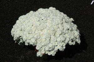 Mum Igloo 'Frosty' Mum Igloo 'Frosty'