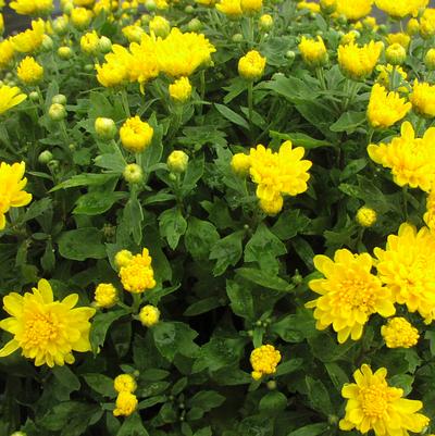 Mum Belgian 'Matador Yellow' Mum Belgian 'Matador Yellow'