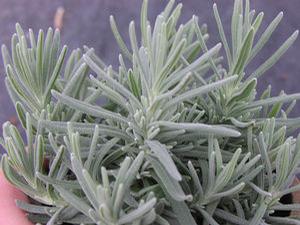 Lavender angustifolia Hidcote Blue