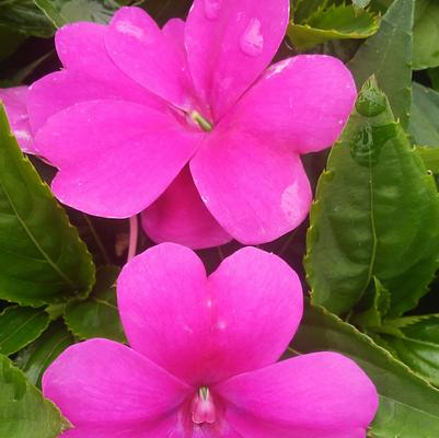 Impatiens 'Bounce™ Violet' Impatiens 'Bounce™ Violet'