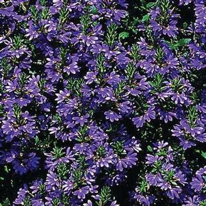 Scaevola 'Scalora® Brilliant' Scaevola 'Scalora® Brilliant'