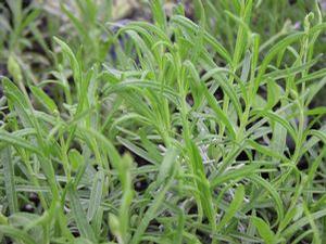 Lavender angustifolia 'Munstead' Lavender angustifolia 'Munstead'