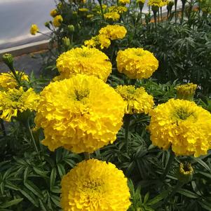 Marigold 'Falcon Yellow' Marigold 'Falcon Yellow'