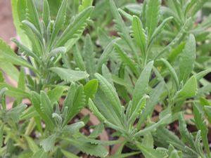 Lavender heterophylla Sweet