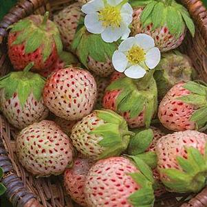 Strawberry, Pine Wonderful