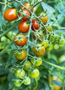 Tomato 'Moby Grape'
