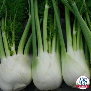 Fennel-bulbing 'Antares F1' Fennel-bulbing 'Antares F1'