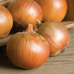 Onion Patterson