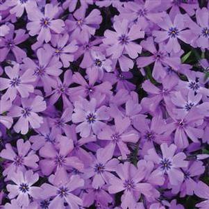 Phlox subulata Purple Beauty