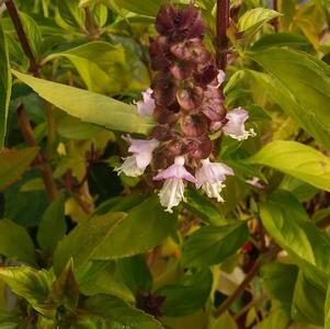 Basil 'Thai' Basil 'Thai'