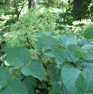 Aralia racemosa Aralia racemosa