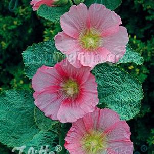 Alcea rosea 'Spotlight™ Radiant Rose' Alcea rosea 'Spotlight™ Radiant Rose'