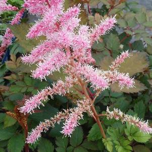 Astilbe chinensis 'Mighty Pip' Astilbe chinensis 'Mighty Pip'
