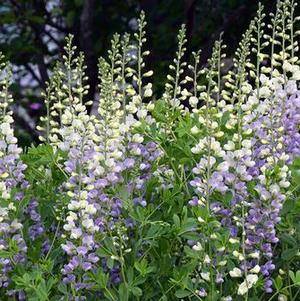 Baptisia 'Prairieblues™ Lunar Eclipse' Baptisia 'Prairieblues™ Lunar Eclipse'