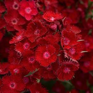 Dianthus barbatus Rockin Red