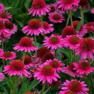 Echinacea Delicious Candy