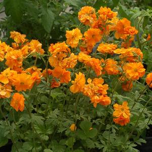Geum 'Fire Storm' Geum 'Fire Storm'