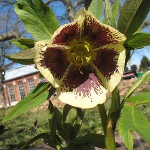 Helleborus 'Winter Jewels® Painted' Helleborus 'Winter Jewels® Painted'