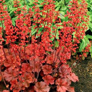 Heuchera Cherry Cola