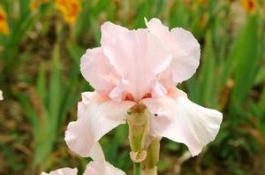 Iris germanica 'Vanity'