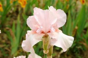 Iris germanica 'Vanity' Iris germanica 'Vanity'