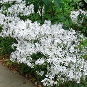 Phlox divaricata May Breeze