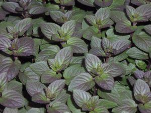 Mint 'Chocolate Peppermint'