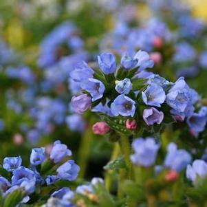 Pulmonaria 'Twinkle Toes - NA' Pulmonaria 'Twinkle Toes - NA'