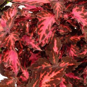 Coleus 'Stained Glassworks™ Royalty' Coleus 'Stained Glassworks™ Royalty'