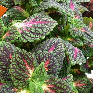 Coleus 'Main Street La Rambla - N/A' Coleus 'Main Street La Rambla - N/A'