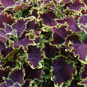 Coleus 'Stained Glassworks™ Crown Jewel' Coleus 'Stained Glassworks™ Crown Jewel'