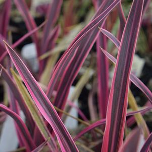 Cordyline 'Paso Doble' Cordyline 'Paso Doble'